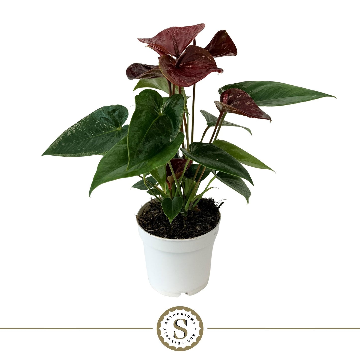 Anthurium Essencia 40cm 12cm Pot