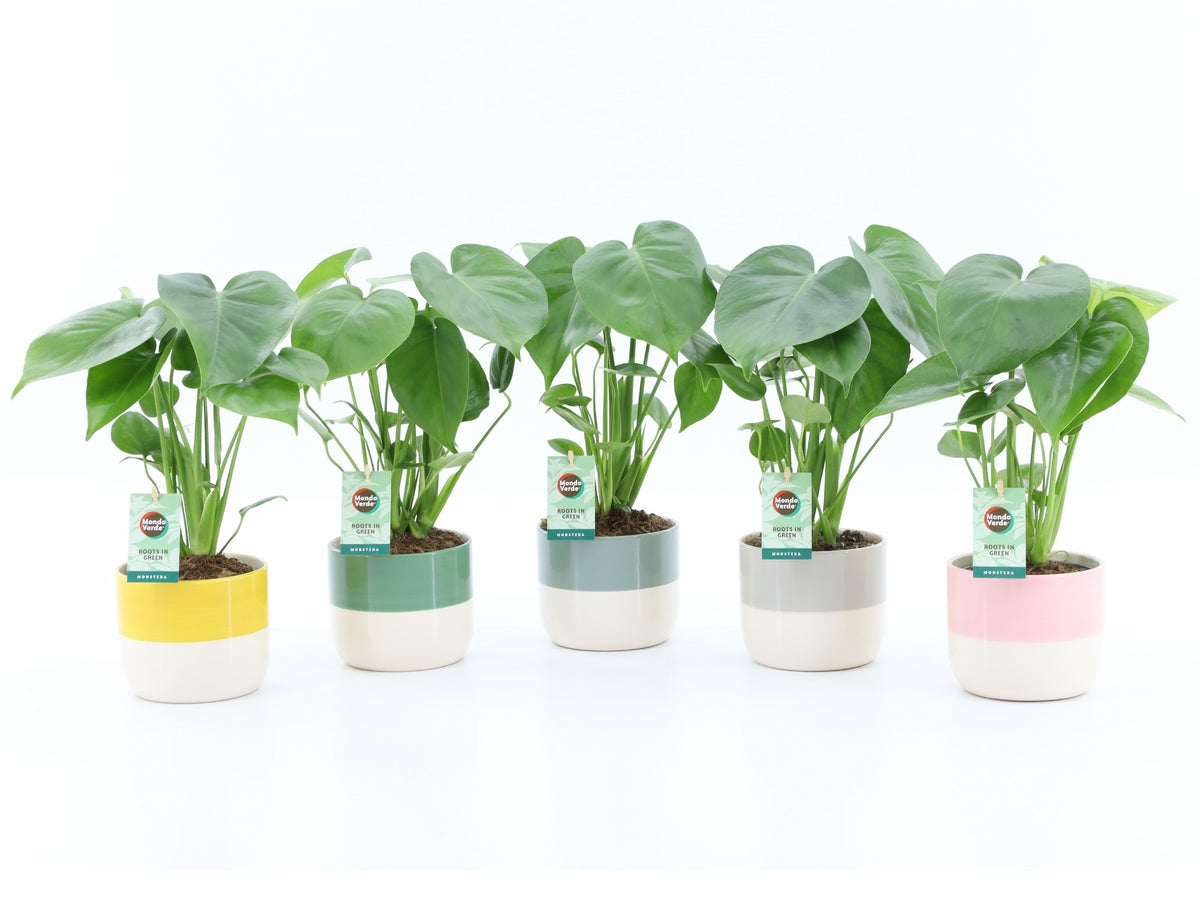 Monstera deliciosa 40cm 13cm Pot
