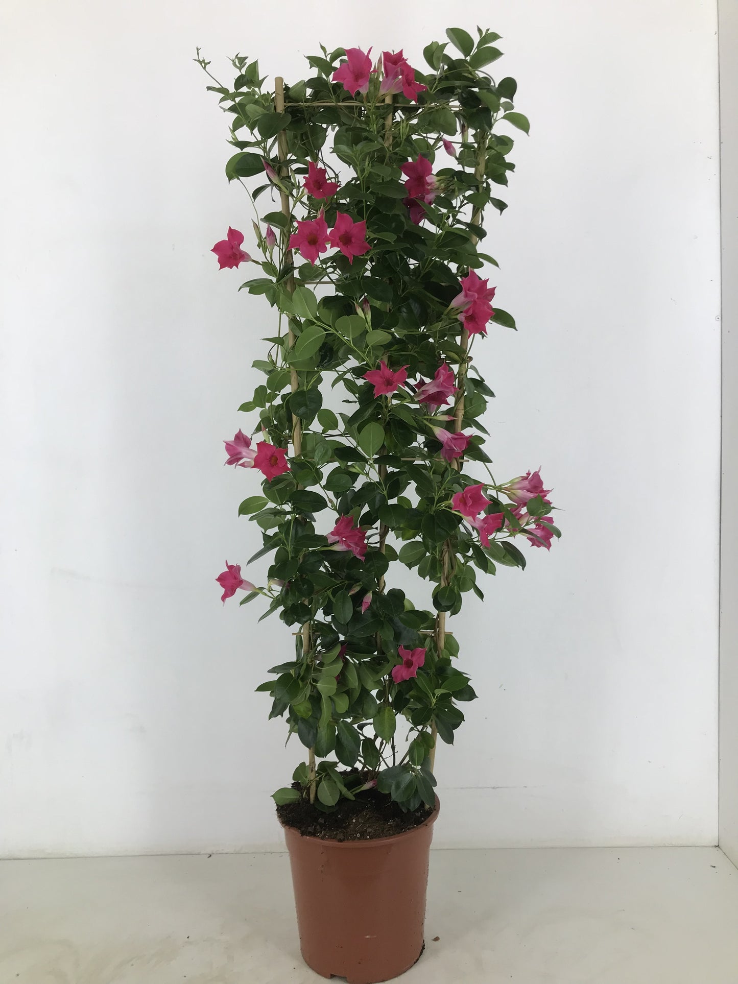 Mandevilla Pink 150cm 27cm Pot