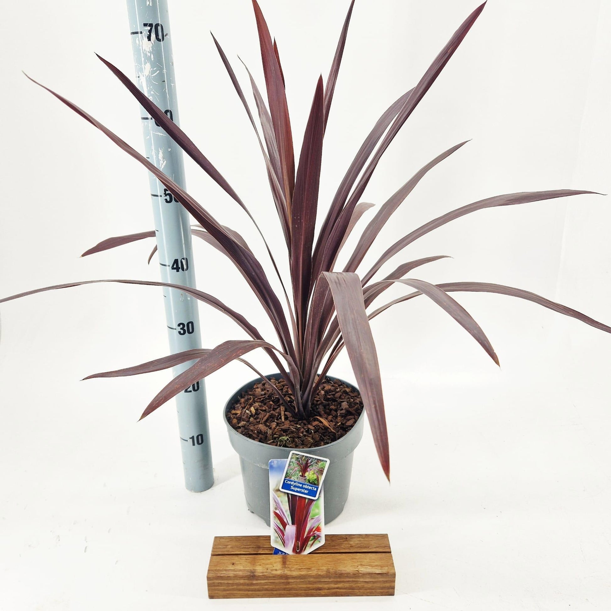 Cordyline australis Superstar 70cm 23cm Pot