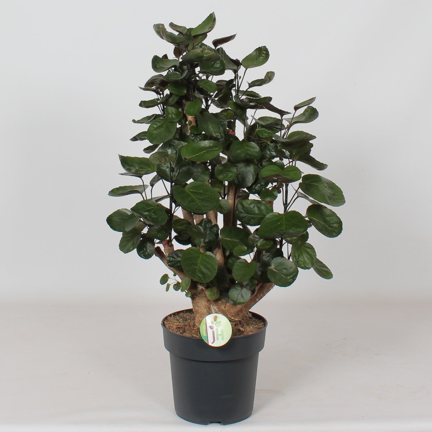 Heijnen Potplanten, J. Polyscias Fabian Pack of 1