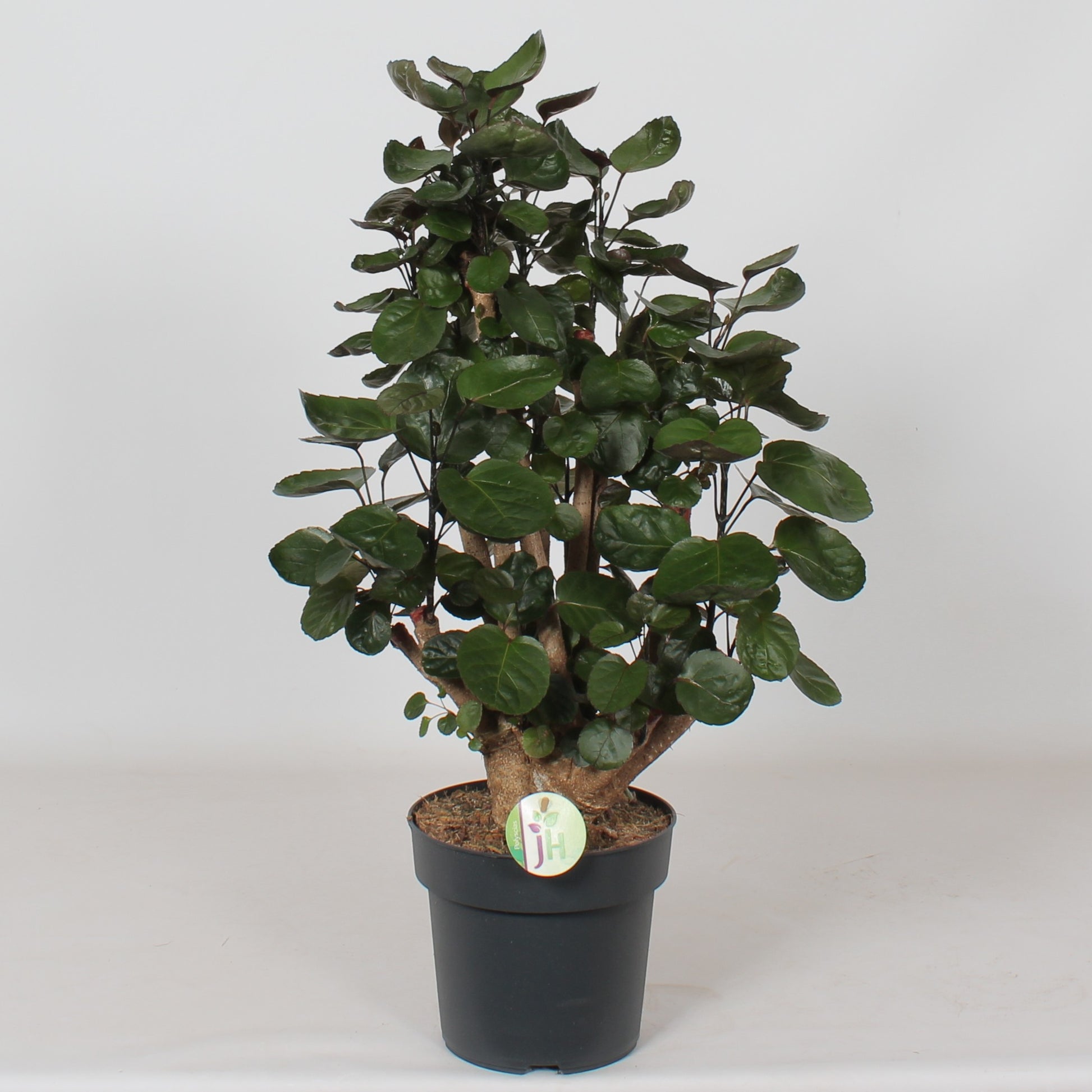 Heijnen Potplanten, J. Polyscias Fabian Pack of 1