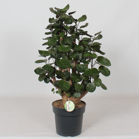 Polyscias Fabian 75cm 21cm Pot