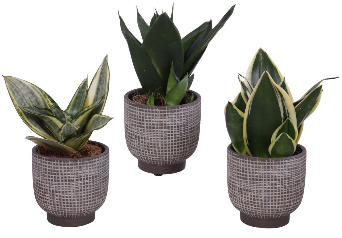 Sansevieria trifasciata 25cm 11cm Pot