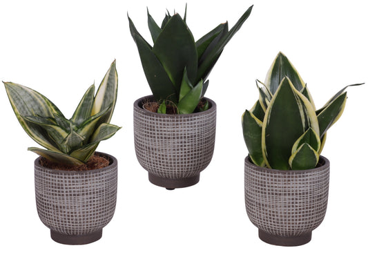 Sansevieria trifasciata 25cm 11cm Pot