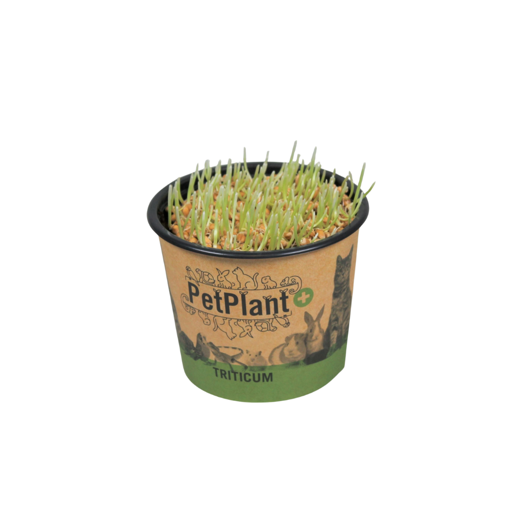 Kitty grass (Hordeum) 10cm 12cm Pot