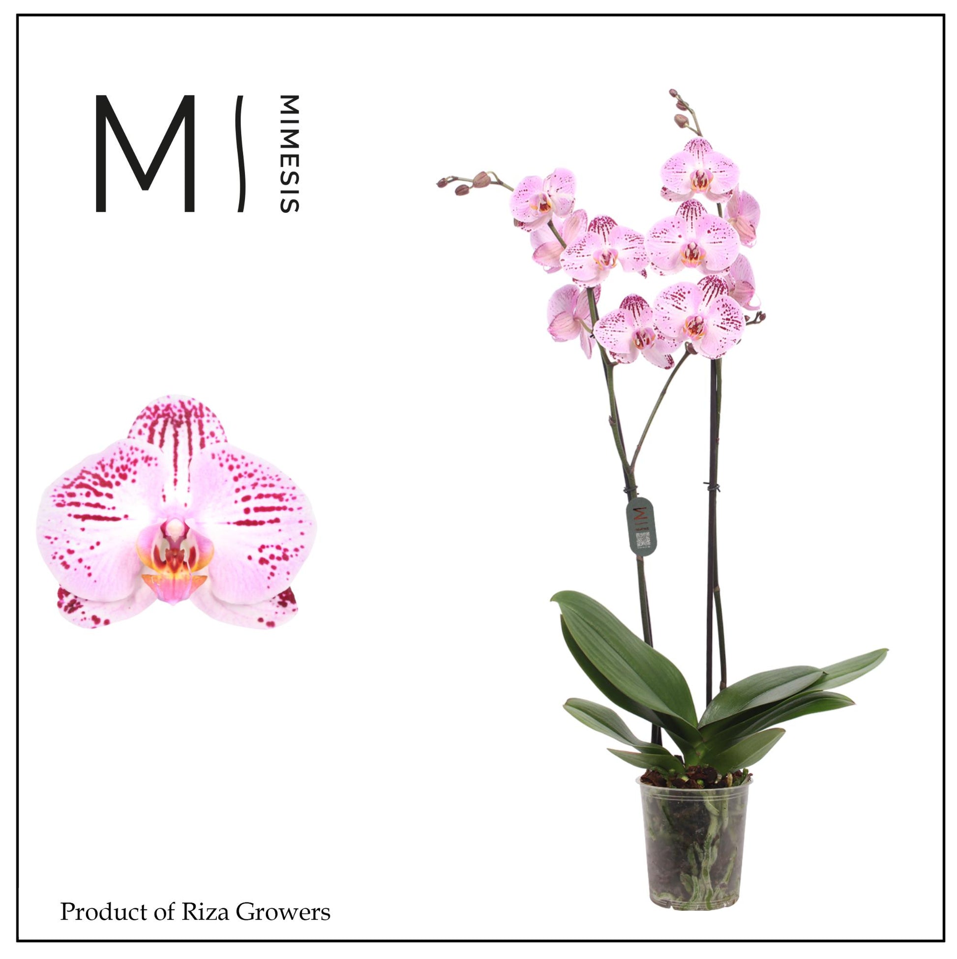 Phalaenopsis pink 80cm 12cm Pot