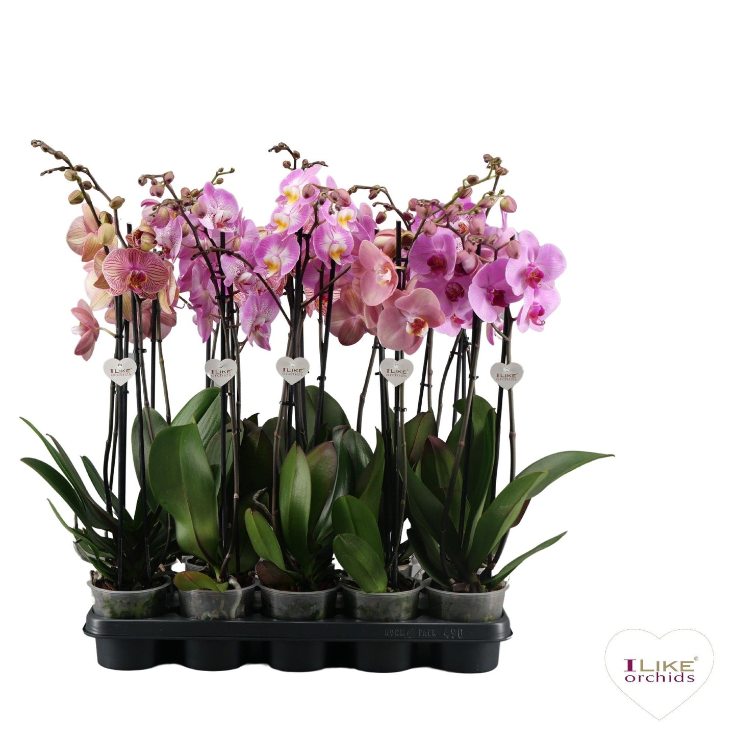 Phalaenopsis pink 75cm 12cm Pot