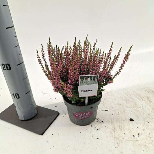 Calluna Garden Girls Rosita 25cm 13cm Pot