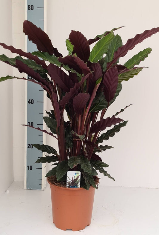 Loo VOF, kwekerij 't Calathea Rufibarba Pack of 1