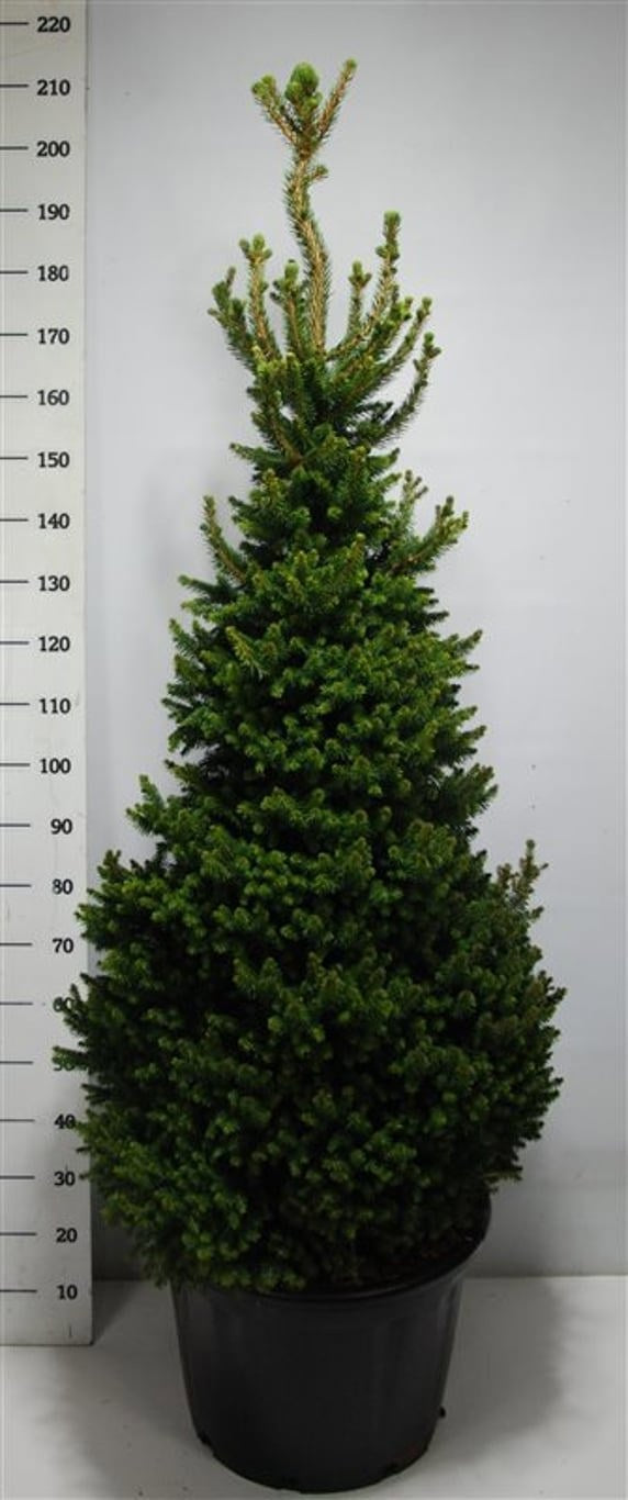 Picea ab. Will Zwerg 200cm 54cm Pot