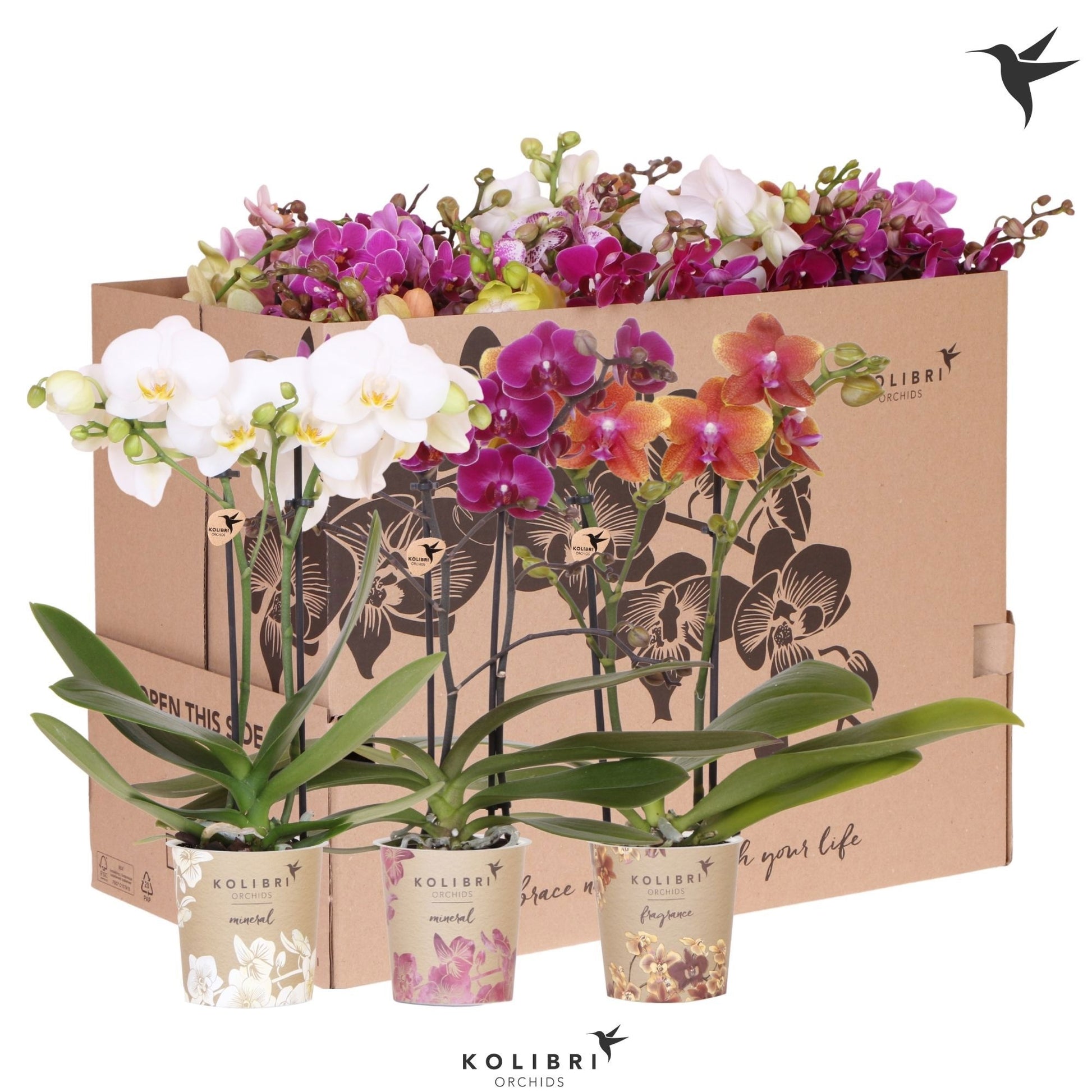 OK Plant Phalaenopsis mix Pack of 20