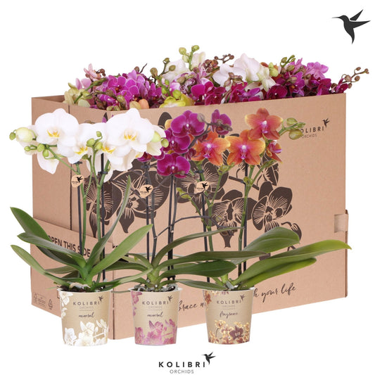OK Plant Phalaenopsis mix Pack of 20