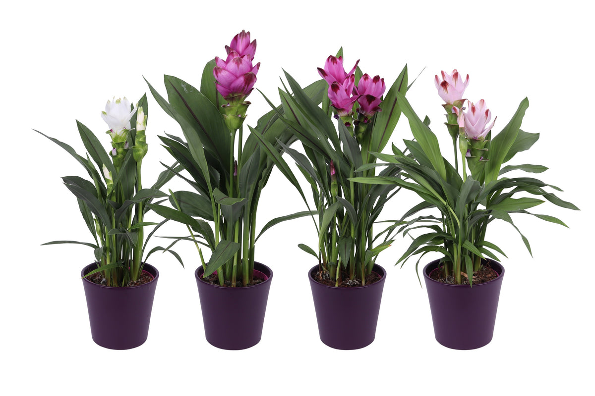 Curcuma mix 60cm 14cm Pot