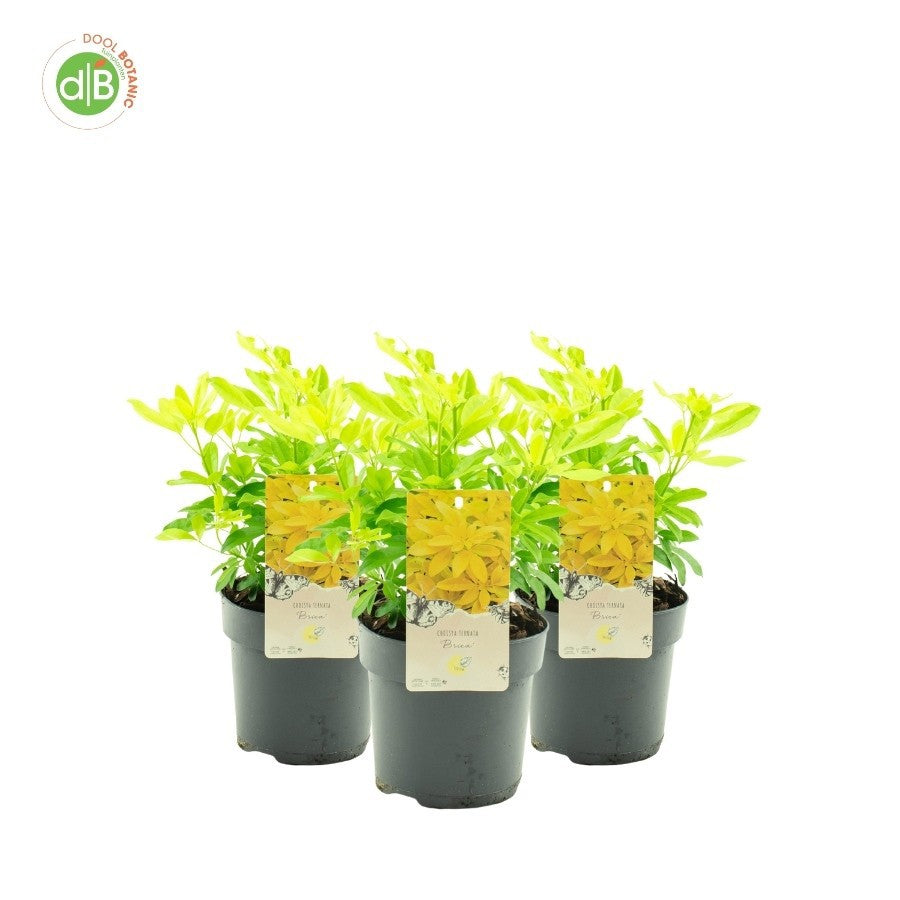 choisya-brica-30cm-15cm-pot