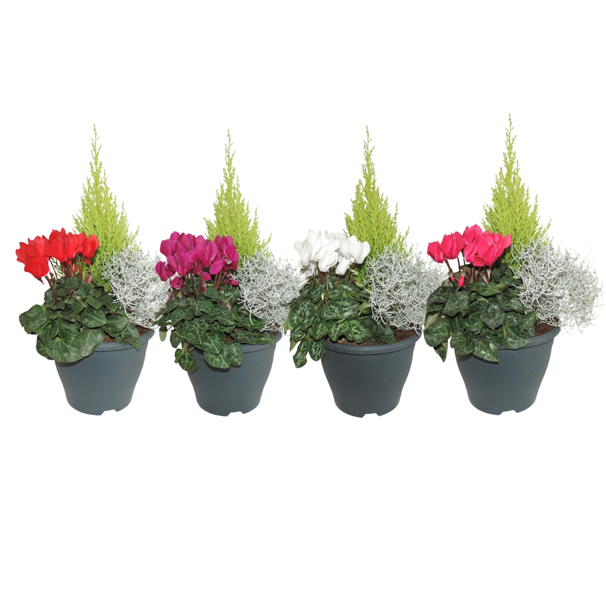 Outdoor arrangement 45cm 19cm Pot