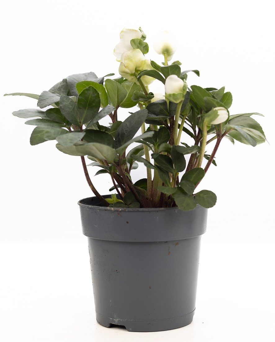 Helleborus niger Christmas Carol 30cm 12cm Pot