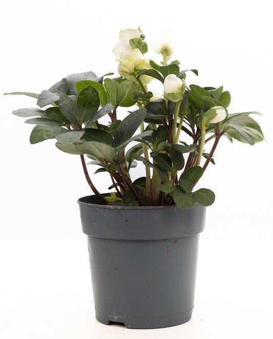 Helleborus niger Christmas Carol 30cm 12cm Pot