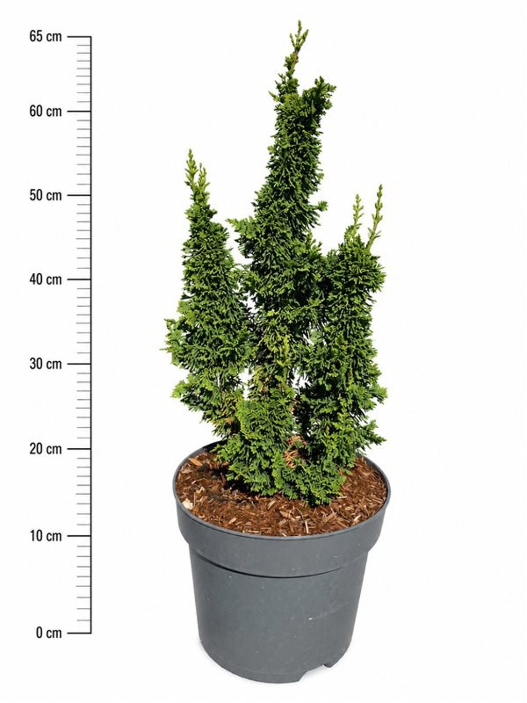Thuja occidentalis 65cm 26cm Pot