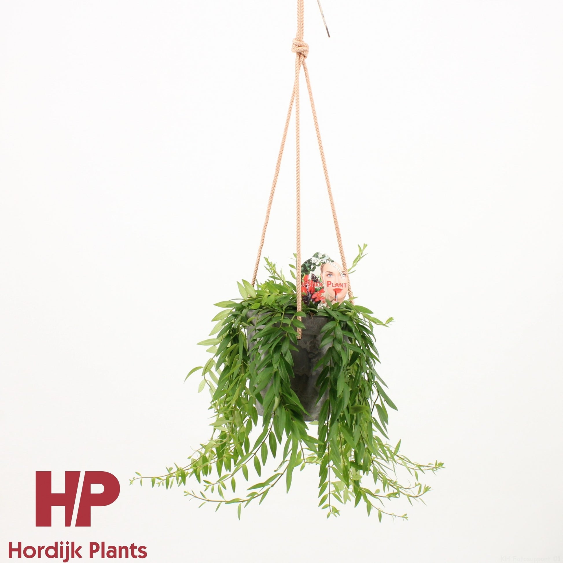 Hordijk Plants Aeschynanthus Japhrolepis Hanging Basket Pack of 6