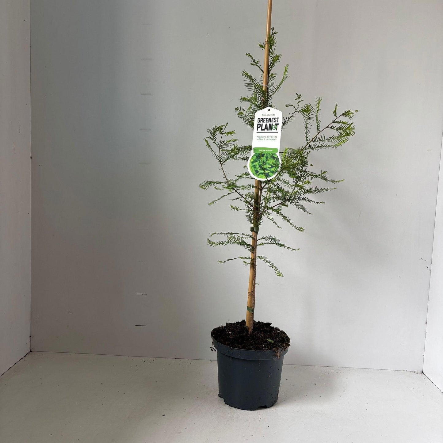Taxodium distichum 80cm 19cm Pot