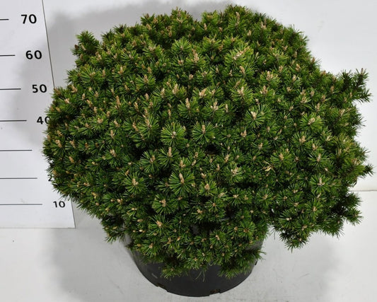 Pinus mugo Humpy 70cm 54cm Pot