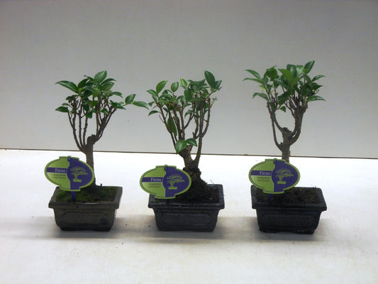 Bonsai Mix 20cm 12cm Pot