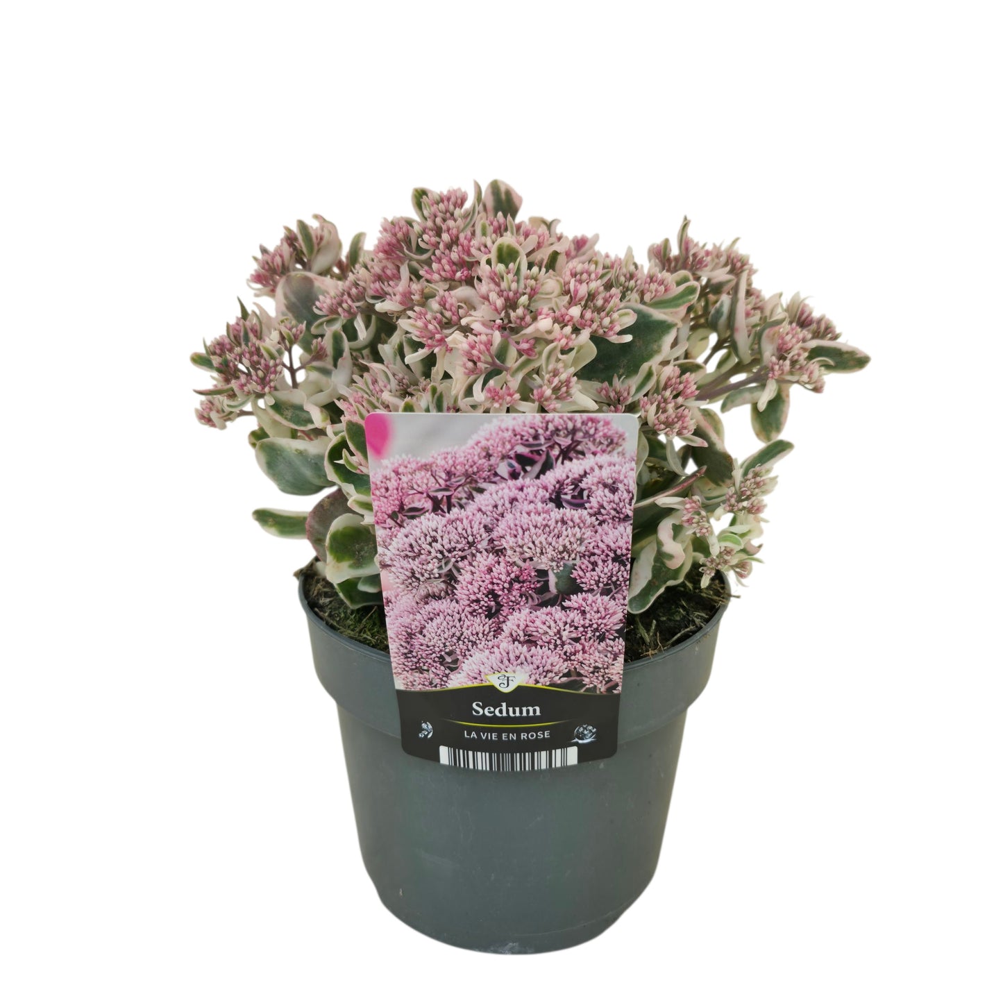 Sedum tel. La Vie en Rose 35cm 17cm Pot