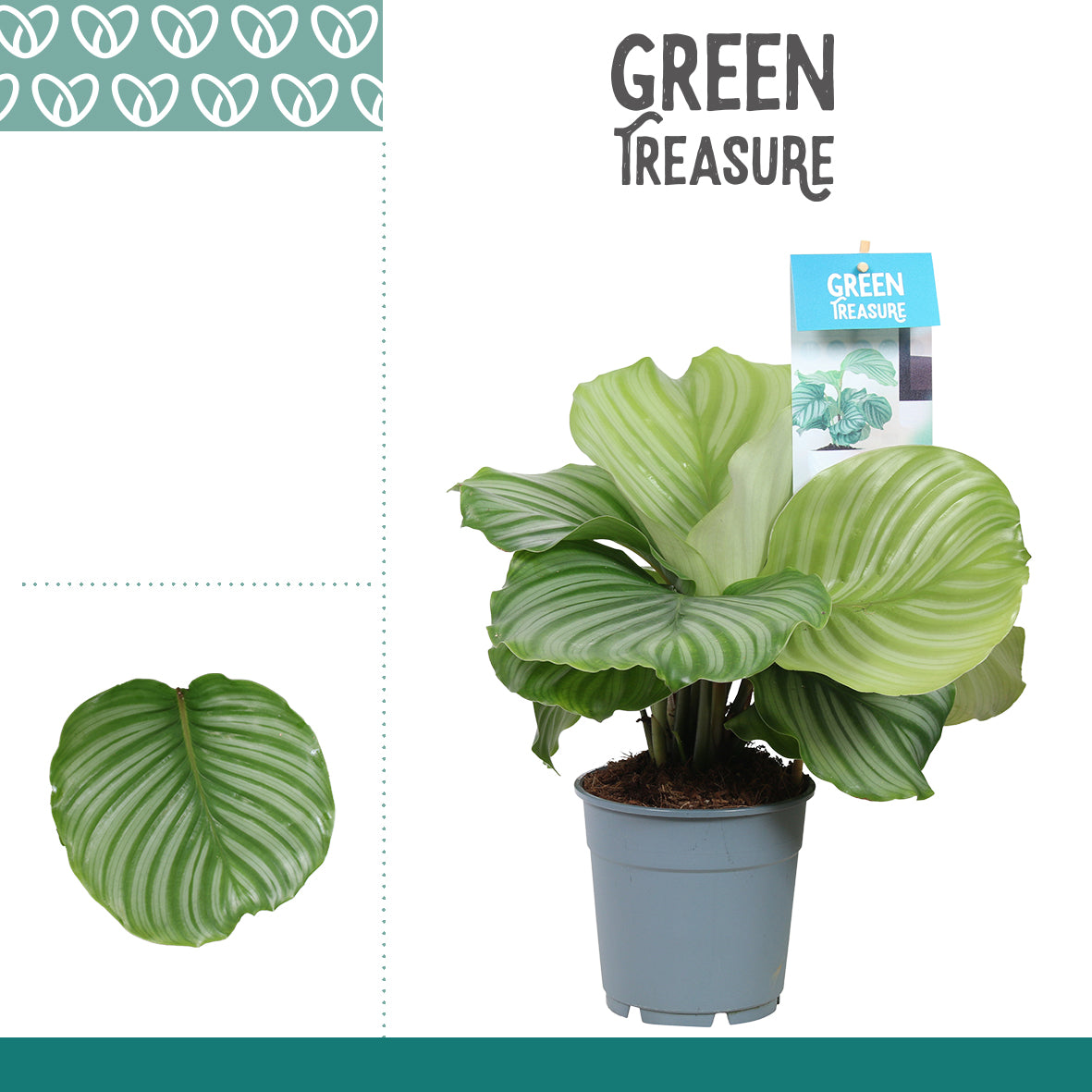 Calathea Orbifolia 30cm 12cm Pot