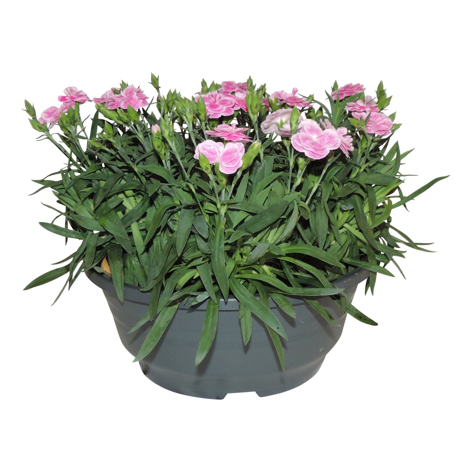 Dianthus Oscar Pink 15cm 23cm Pot
