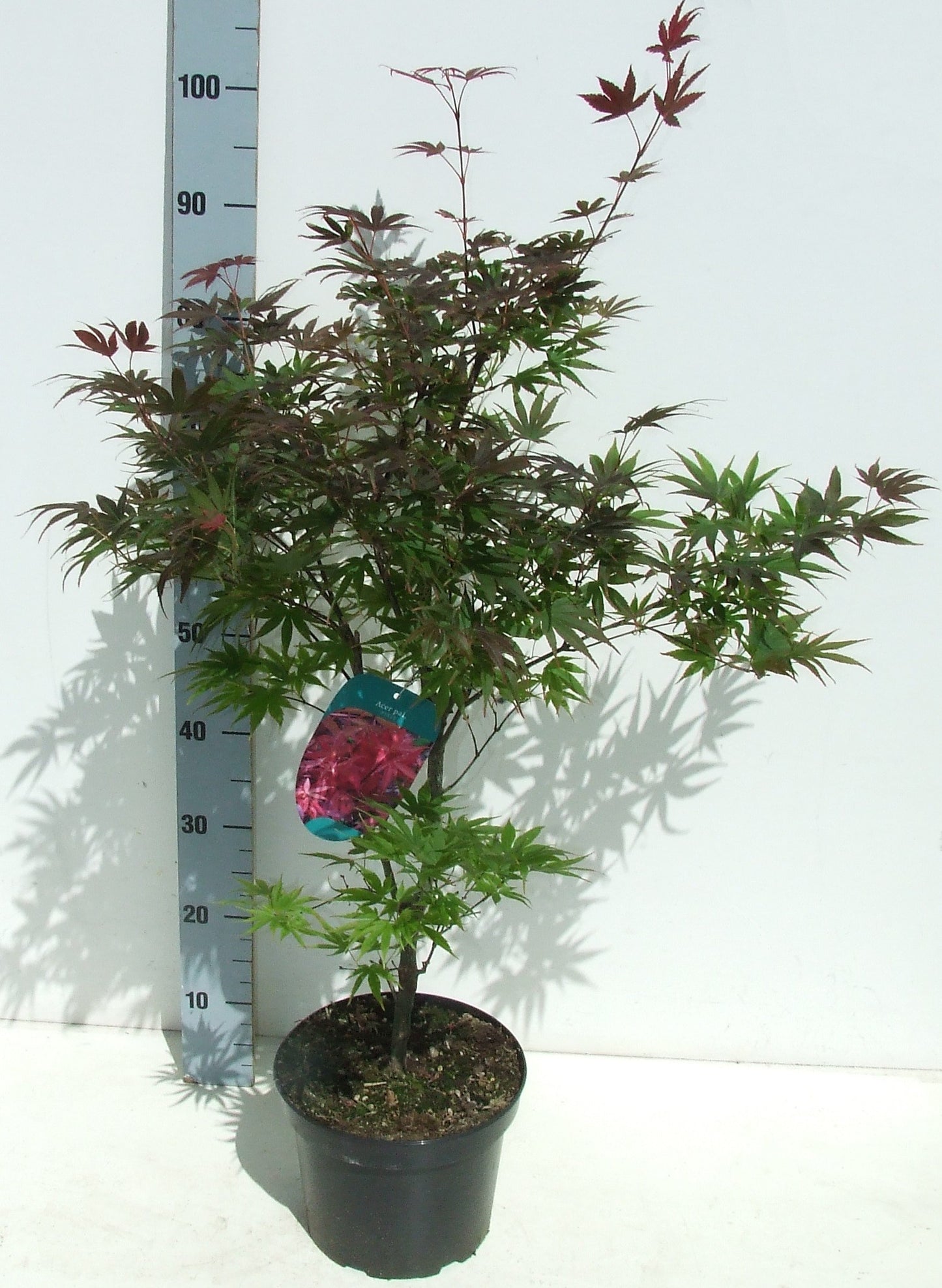 Acer palmatum Pixie 85cm 23cm Pot