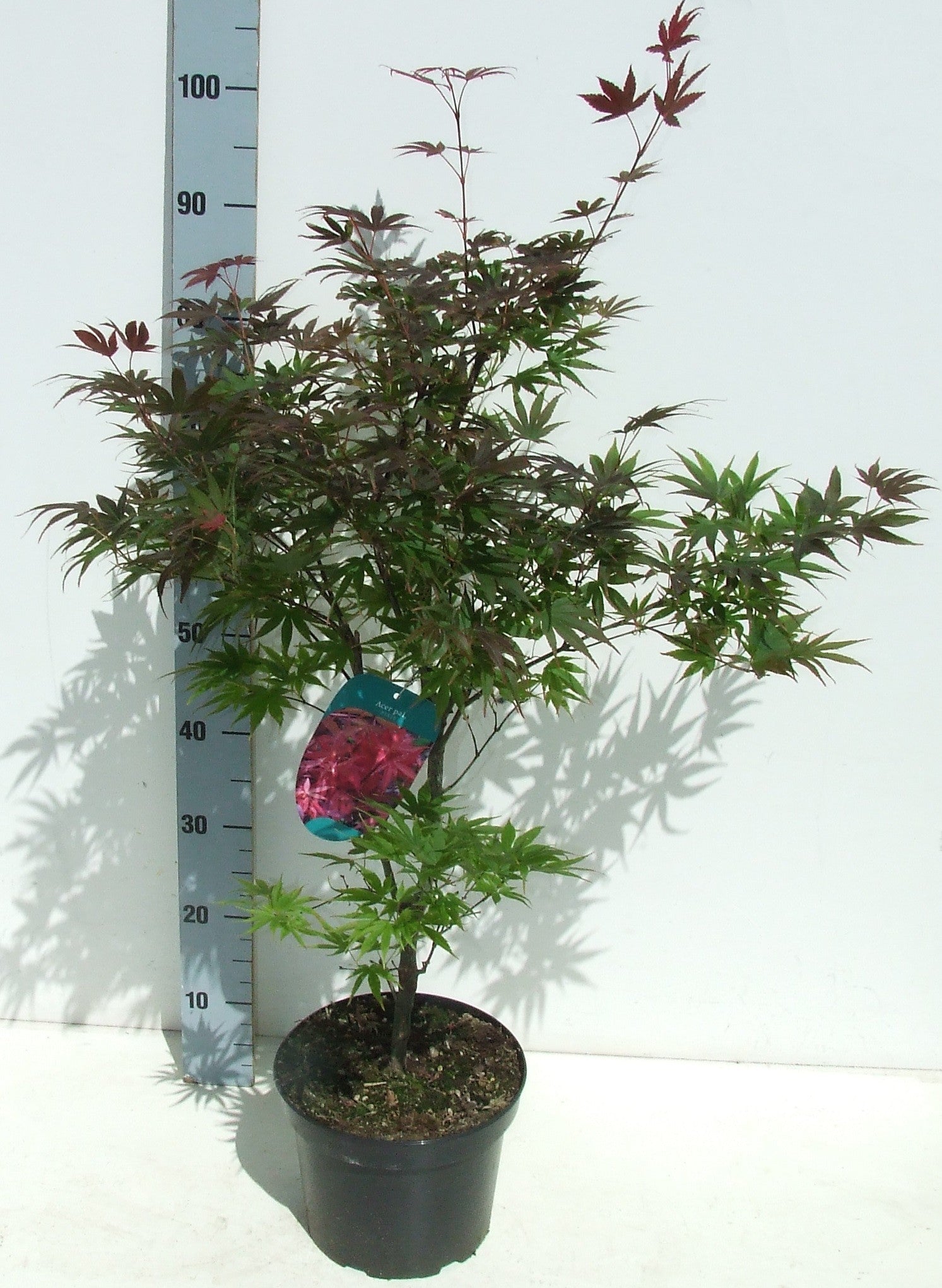 Acer palmatum Pixie 85cm 23cm Pot