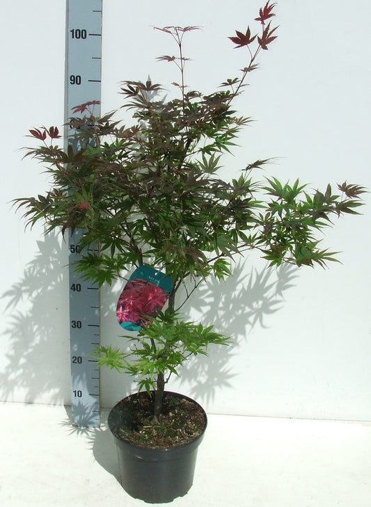 Acer palmatum Pixie 85cm 23cm Pot