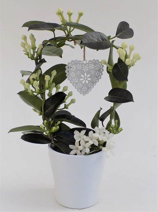 Stephanotis floribunda 45cm 12cm Pot