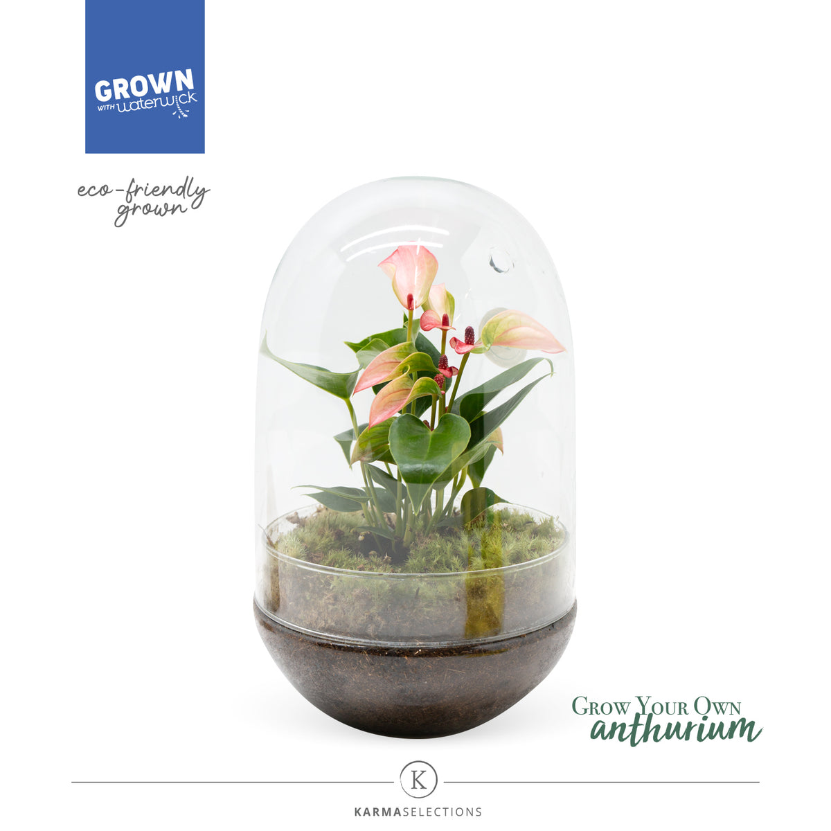 arr. Anthurium 10cm 14cm Pot