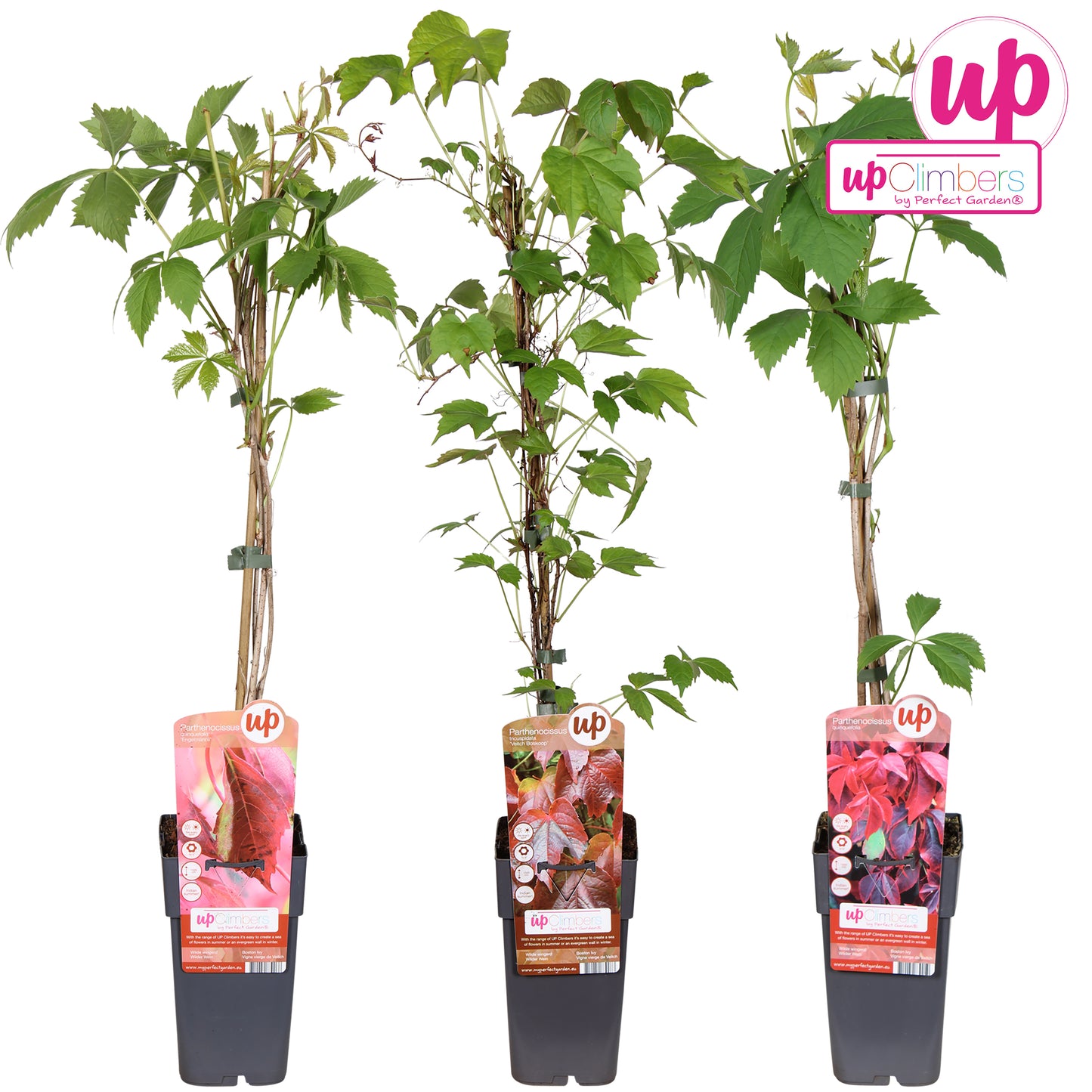 Parthenocissus tricuspidata 65cm 15cm Pot