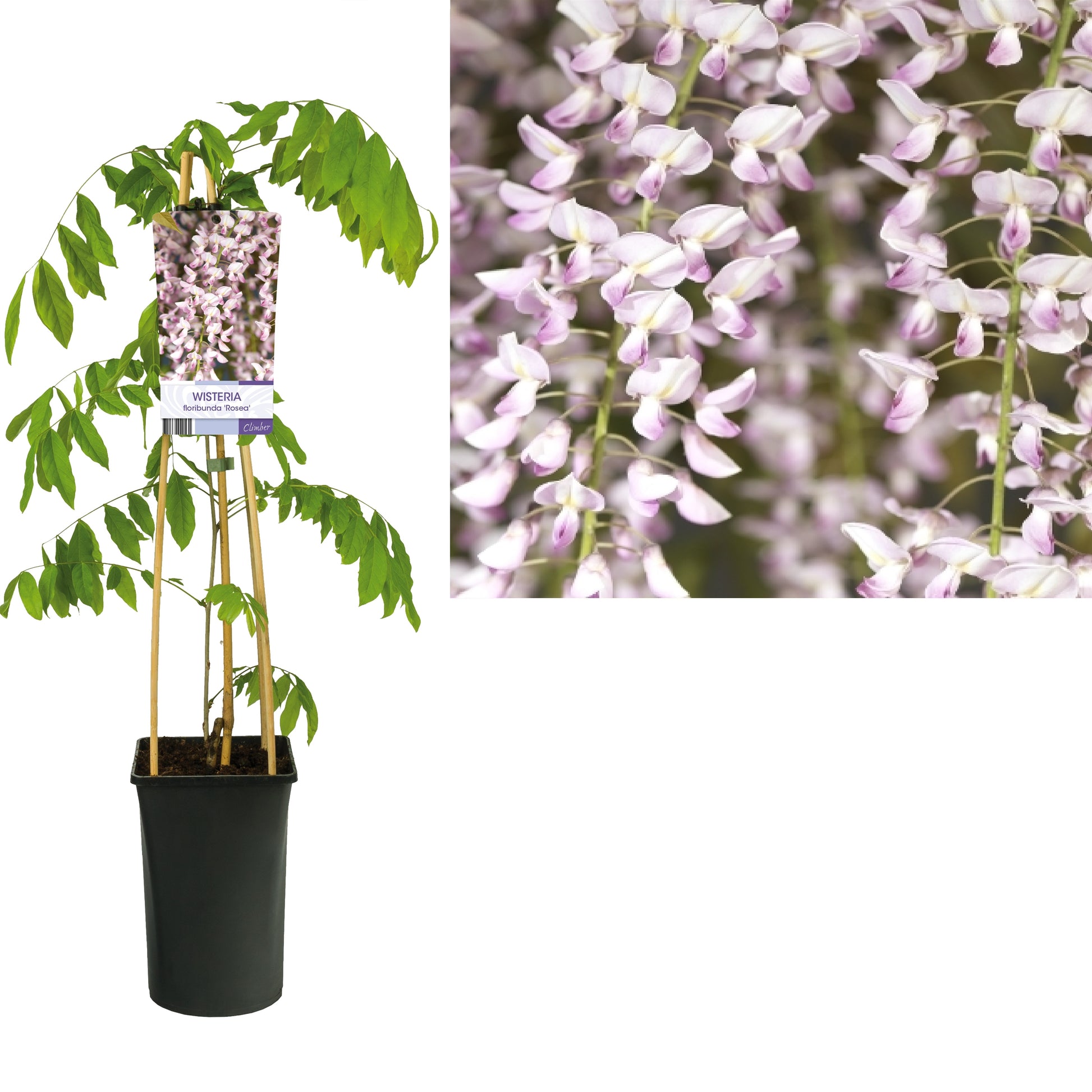 Wisteria floribunda Honbeni 75cm 17cm Pot