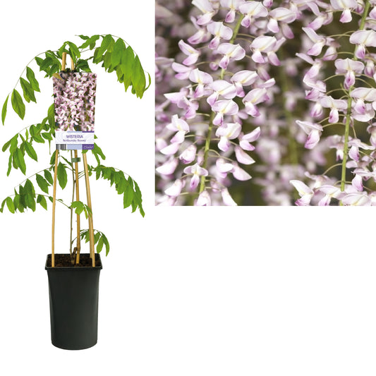 Wisteria floribunda Honbeni 75cm 17cm Pot