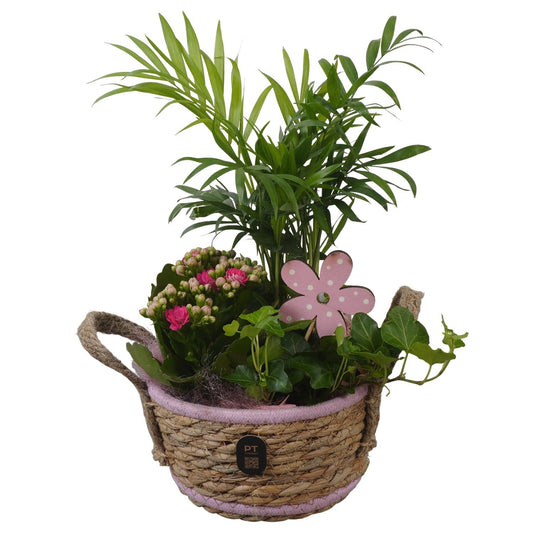 Indoor arrangement 32cm 15cm Pot
