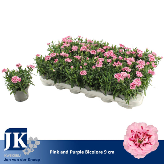 Dianthus Oscar Pink and Purple 15cm 9cm Pot