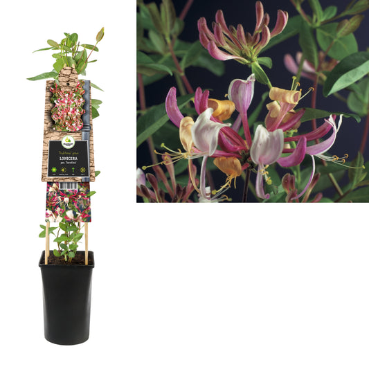 Lonicera Serotina 75cm 17cm Pot