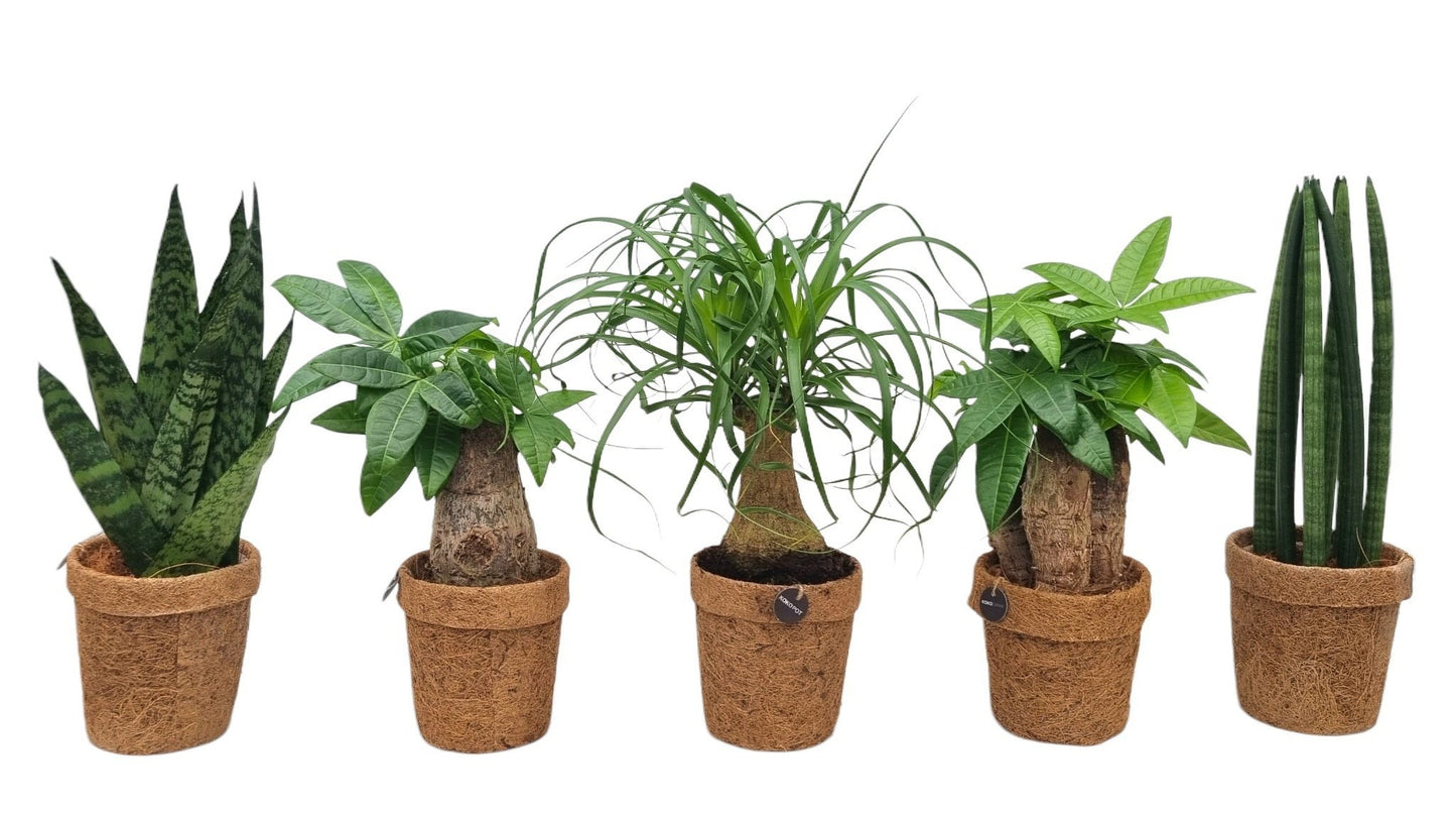 Foliage houseplants mix 35cm 13cm Pot