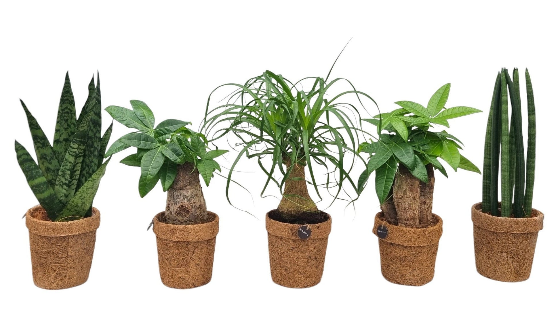 Foliage houseplants mix 35cm 13cm Pot