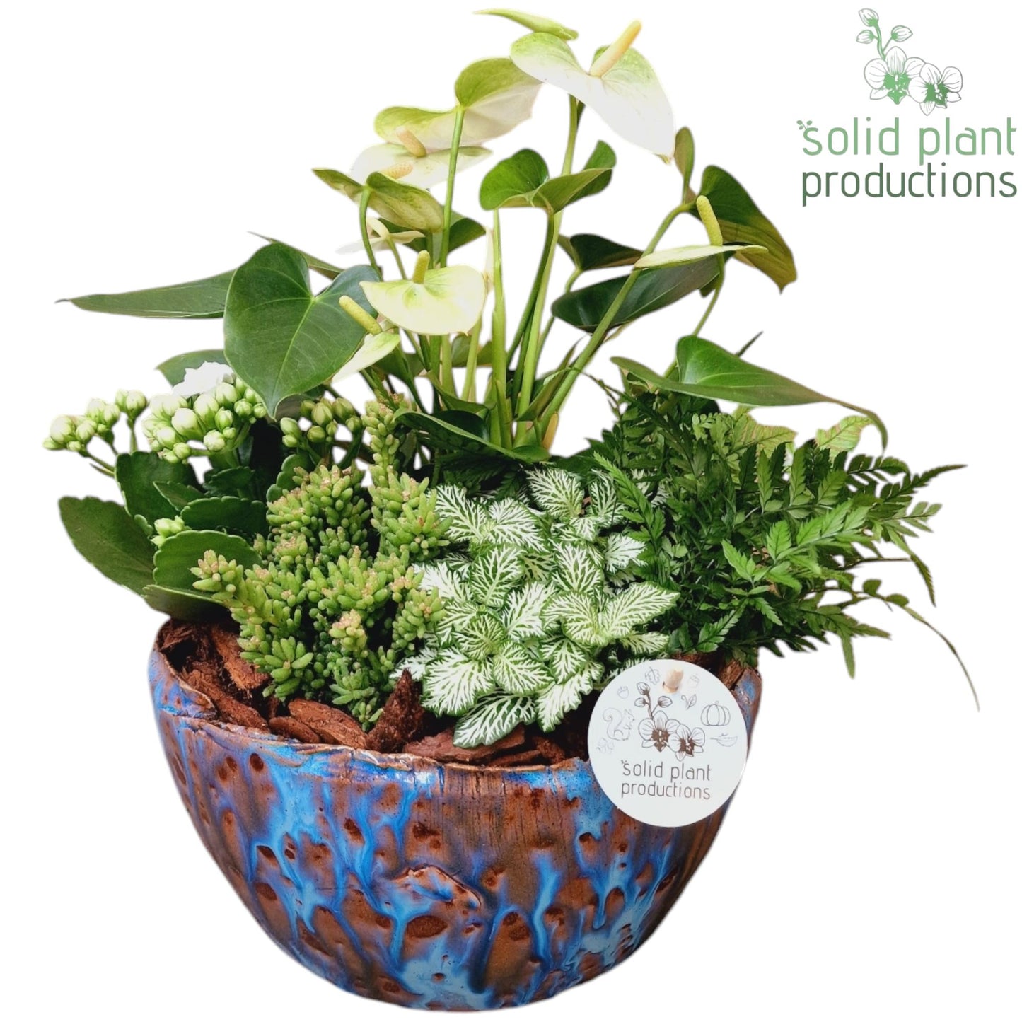 at080-olivia-blue-anthurium-35cm-24cm-pot