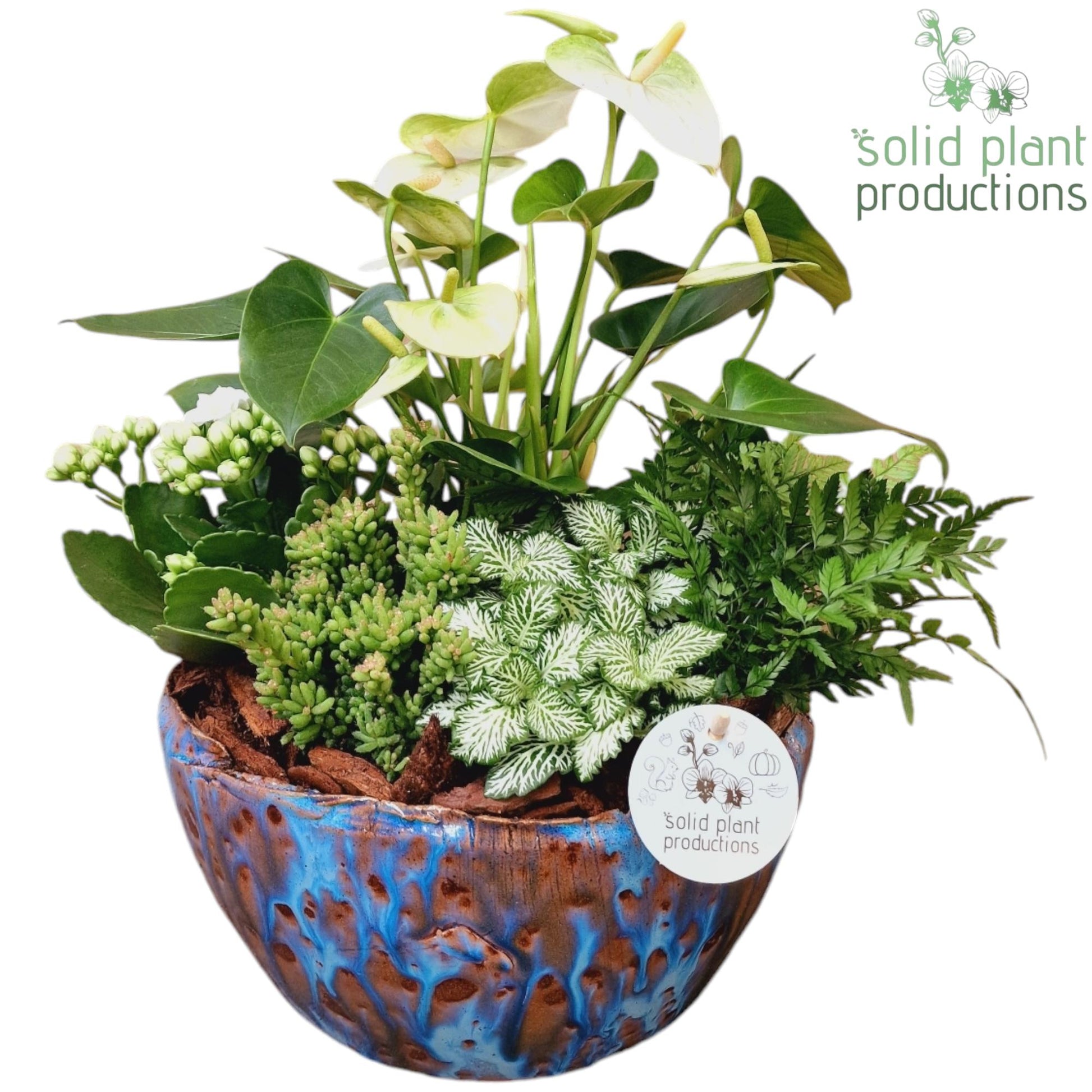 at080-olivia-blue-anthurium-35cm-24cm-pot