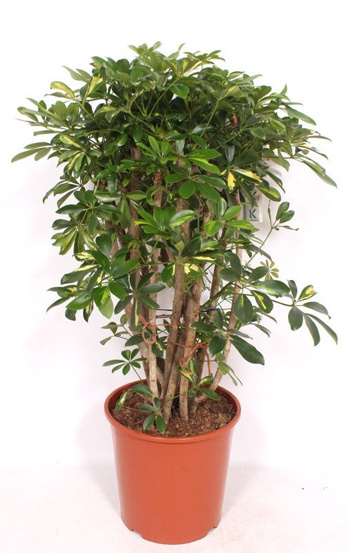 Schefflera Gold Capella 110cm 30cm Pot