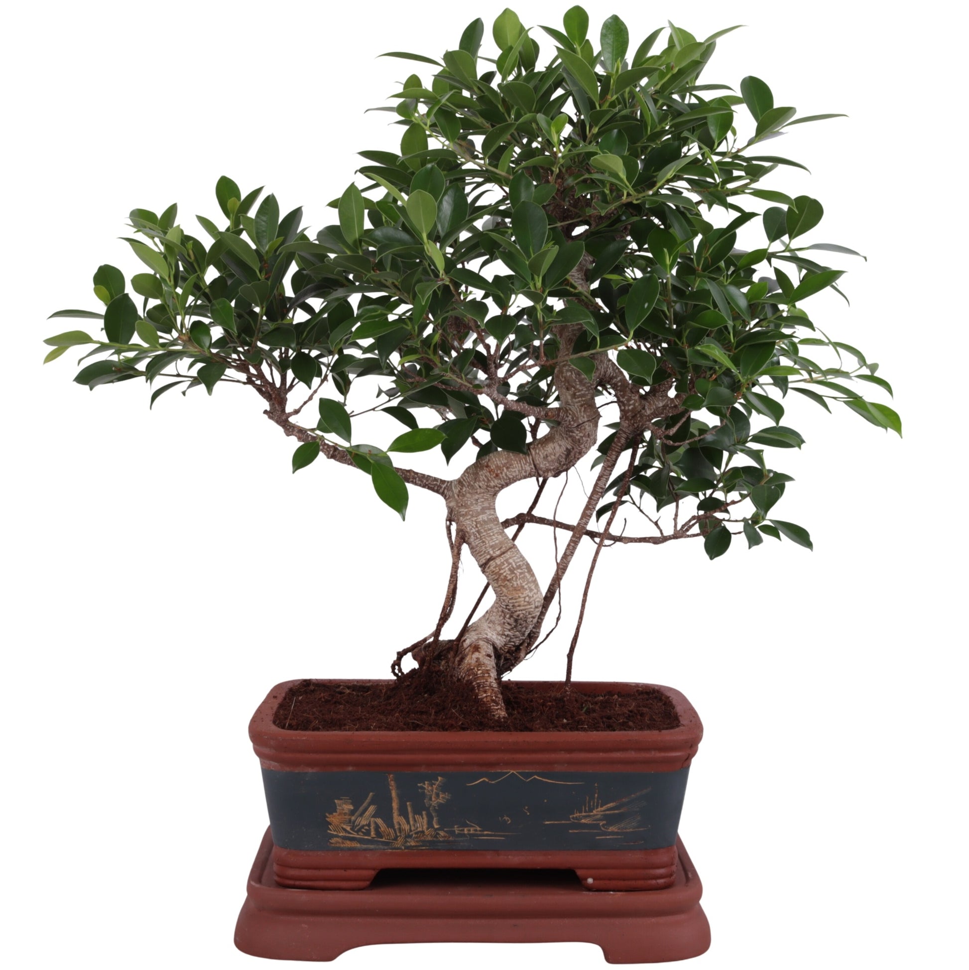 Bonsai Mix 65cm 40cm Pot