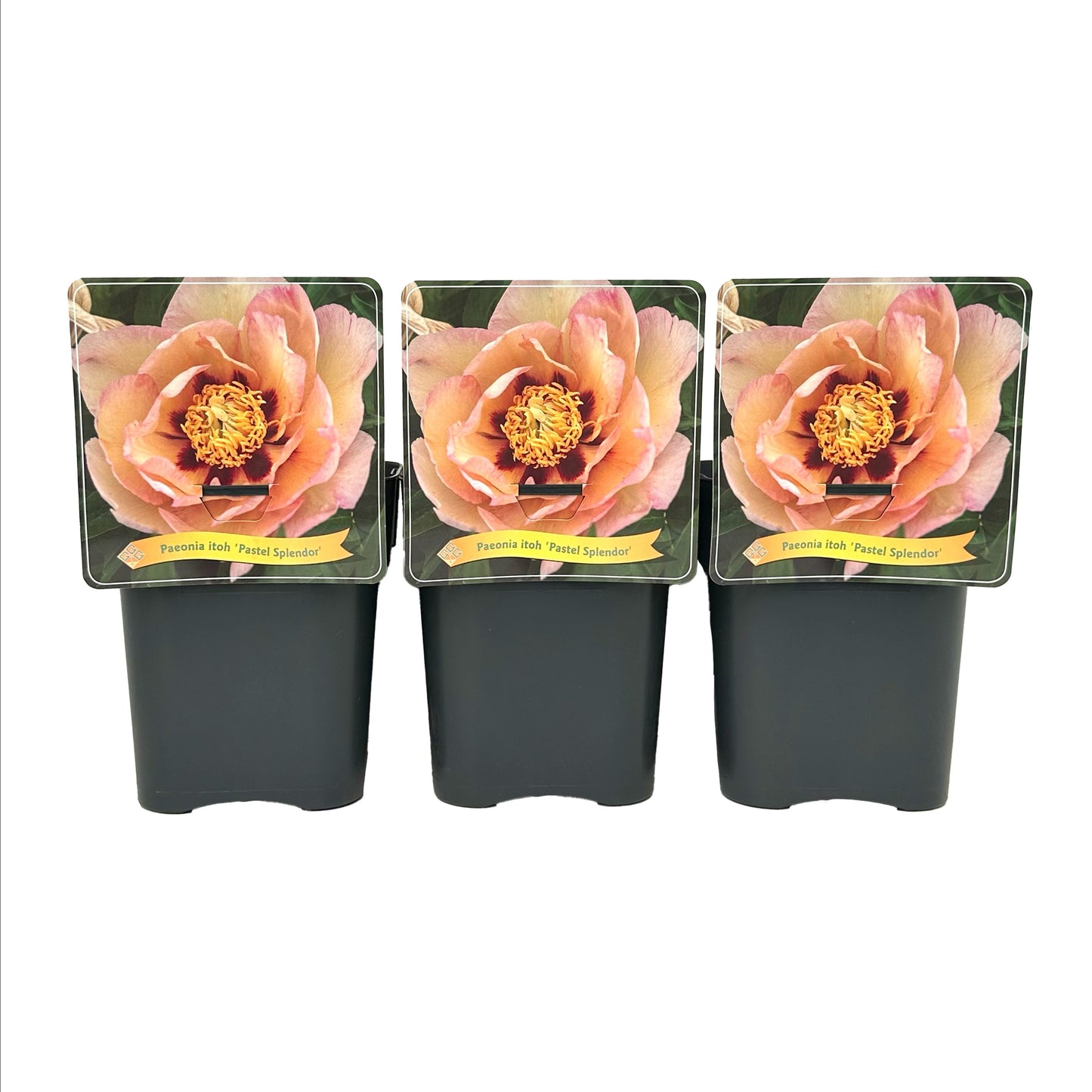 Paeonia Itoh mix 35cm 21cm Pot