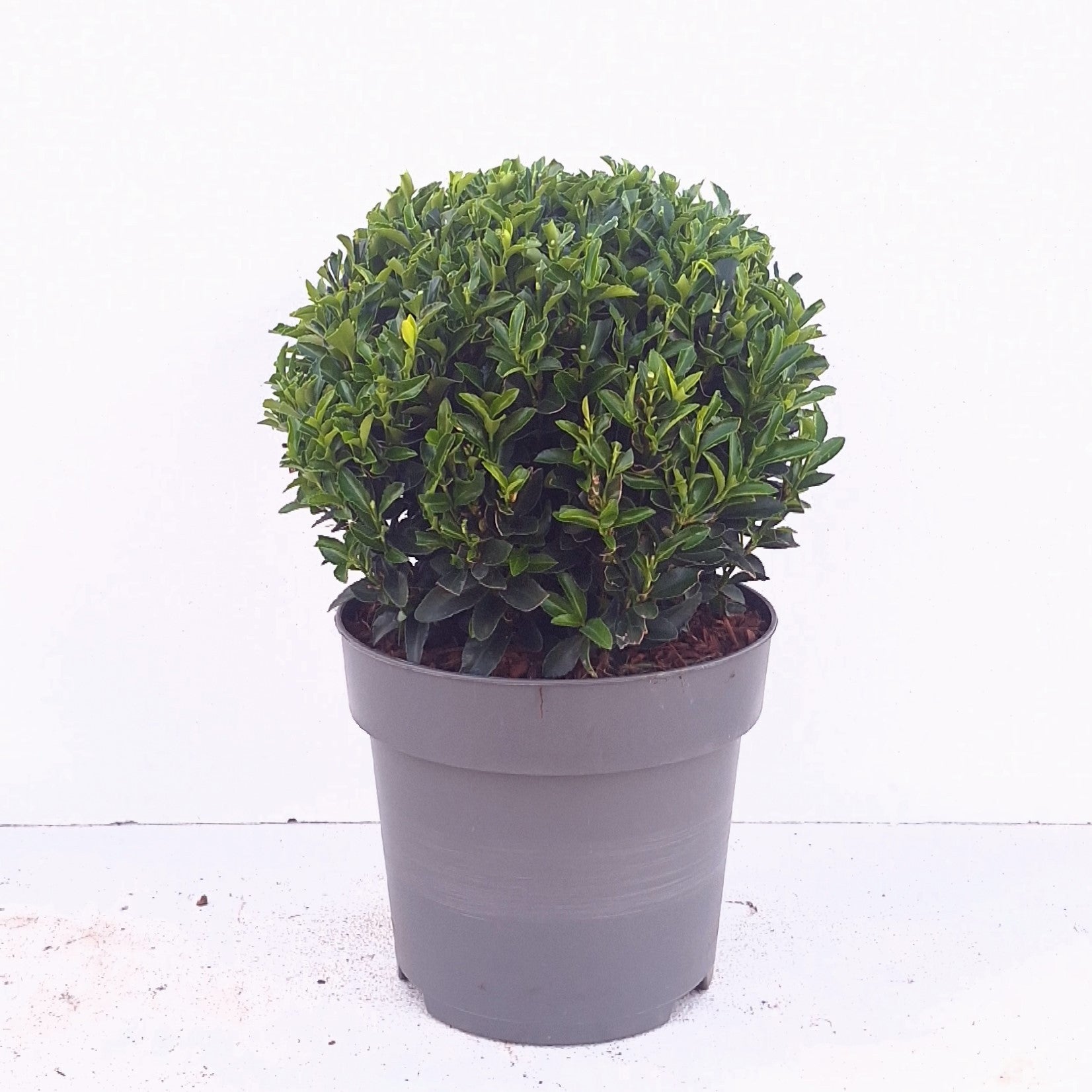 Euonymus Green Spire 40cm 23cm Pot