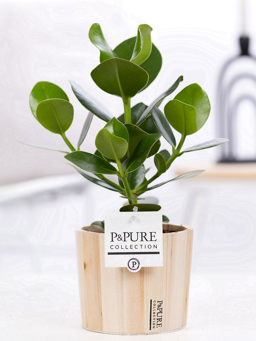 Clusia Princess 30cm 12cm Pot